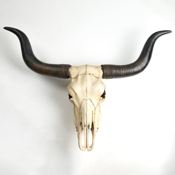 Craneo toro longhorn escultura pared (Estatua resina)