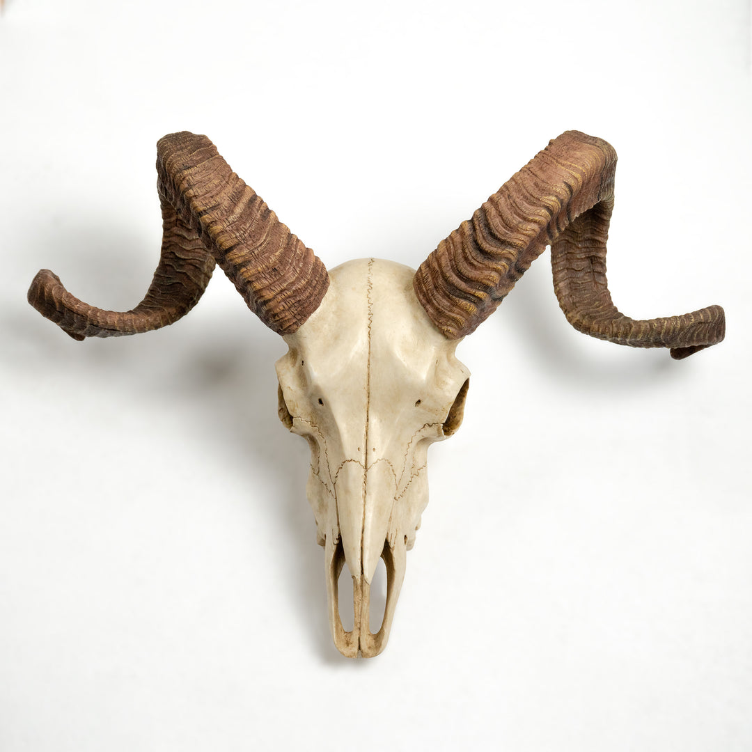 Craneo carnero escultura pared (Estatua resina muflon Corcega)