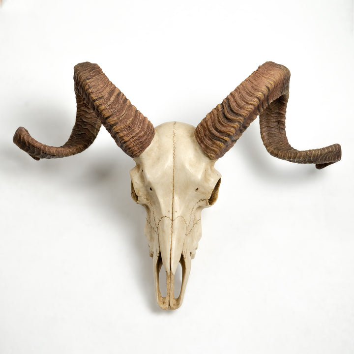 Craneo carnero escultura pared (Estatua resina muflon Corcega)