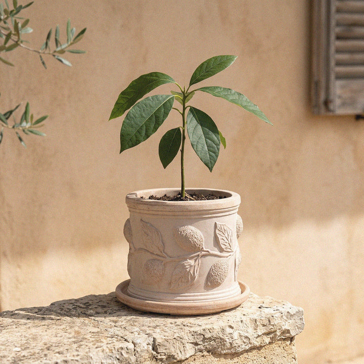 Macetero de terracota con relieve de limón (Cilíndrico)