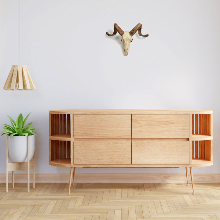 Craneo carnero escultura pared (Estatua resina muflon Corcega)