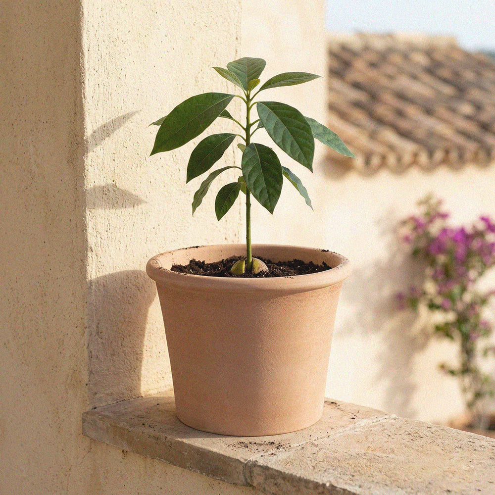 Macetero clásico de terracota