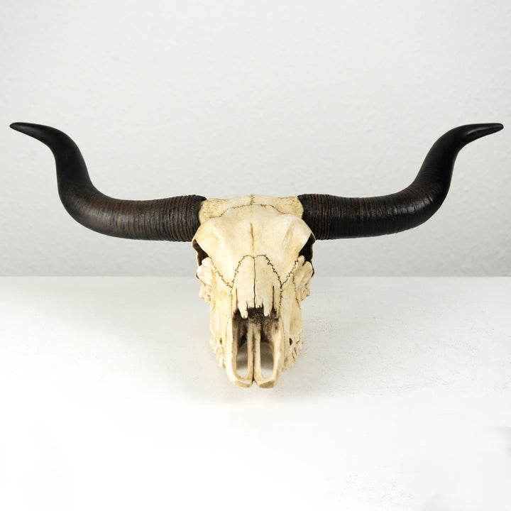 Craneo toro longhorn escultura pared (Estatua resina)