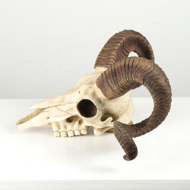 Craneo carnero escultura pared (Estatua resina muflon Corcega)