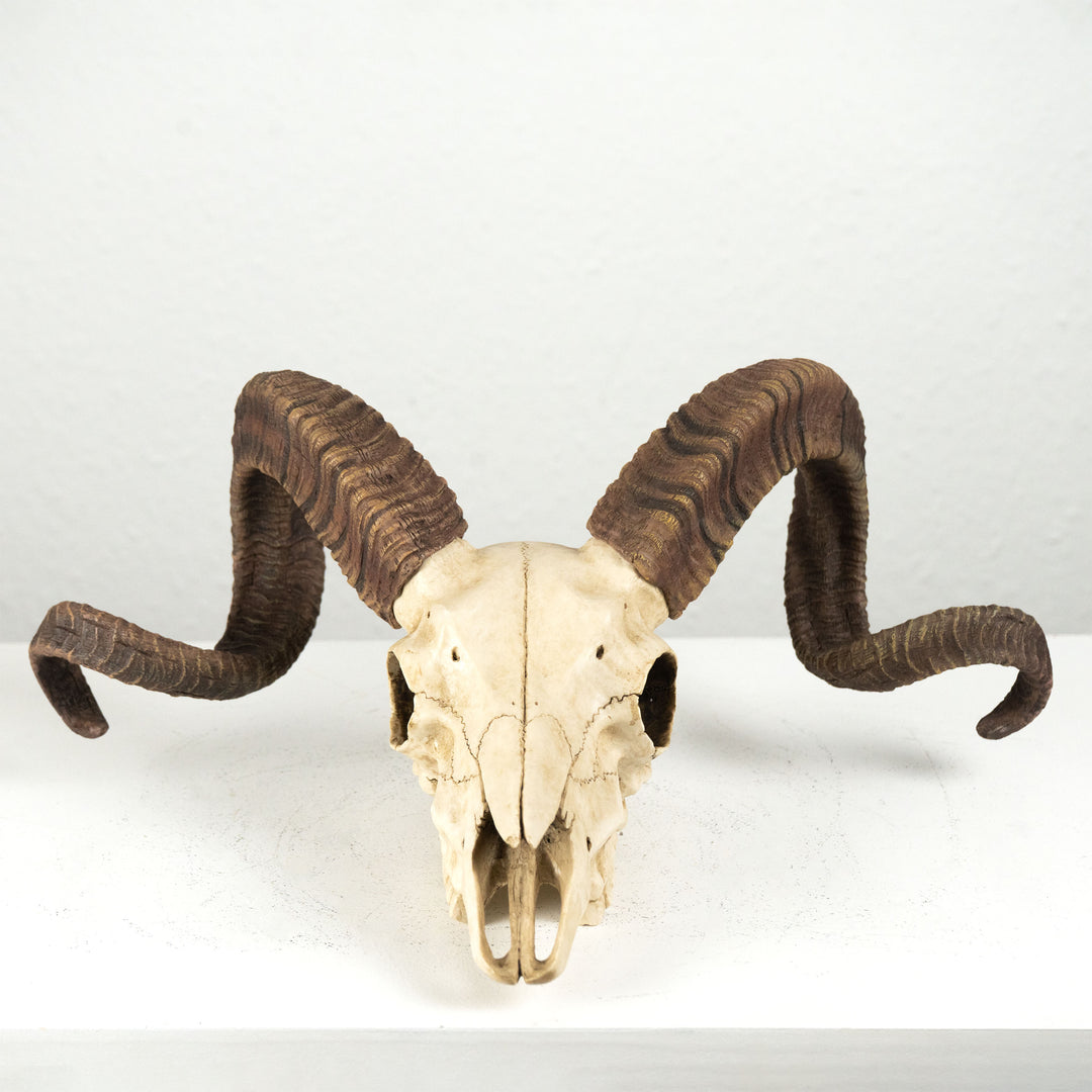 Craneo carnero escultura pared (Estatua resina muflon Corcega)