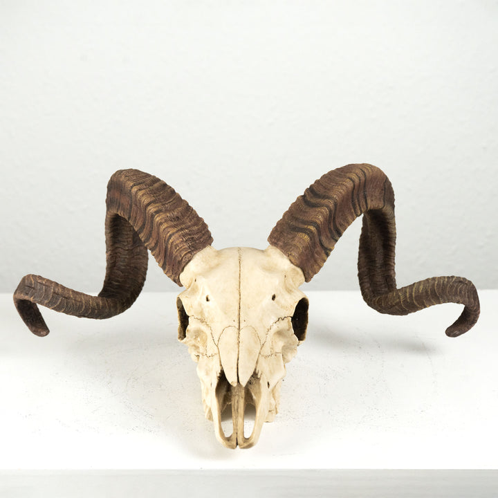 Craneo carnero escultura pared (Estatua resina muflon Corcega)