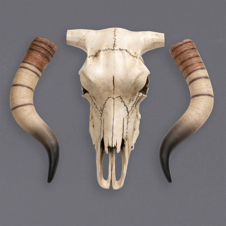 Escultura de pared de cráneo de ganado Longhorn (Estatua de resina)