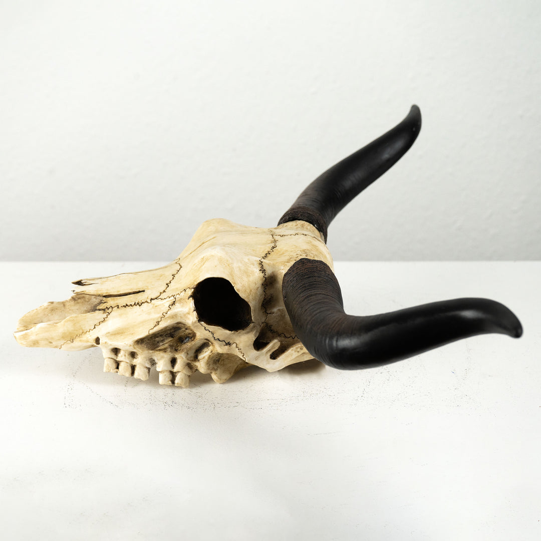 Craneo toro longhorn escultura pared (Estatua resina)