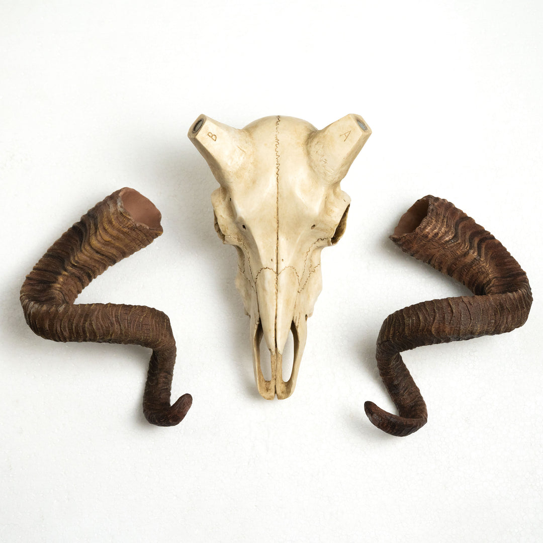 Craneo carnero escultura pared (Estatua resina muflon Corcega)