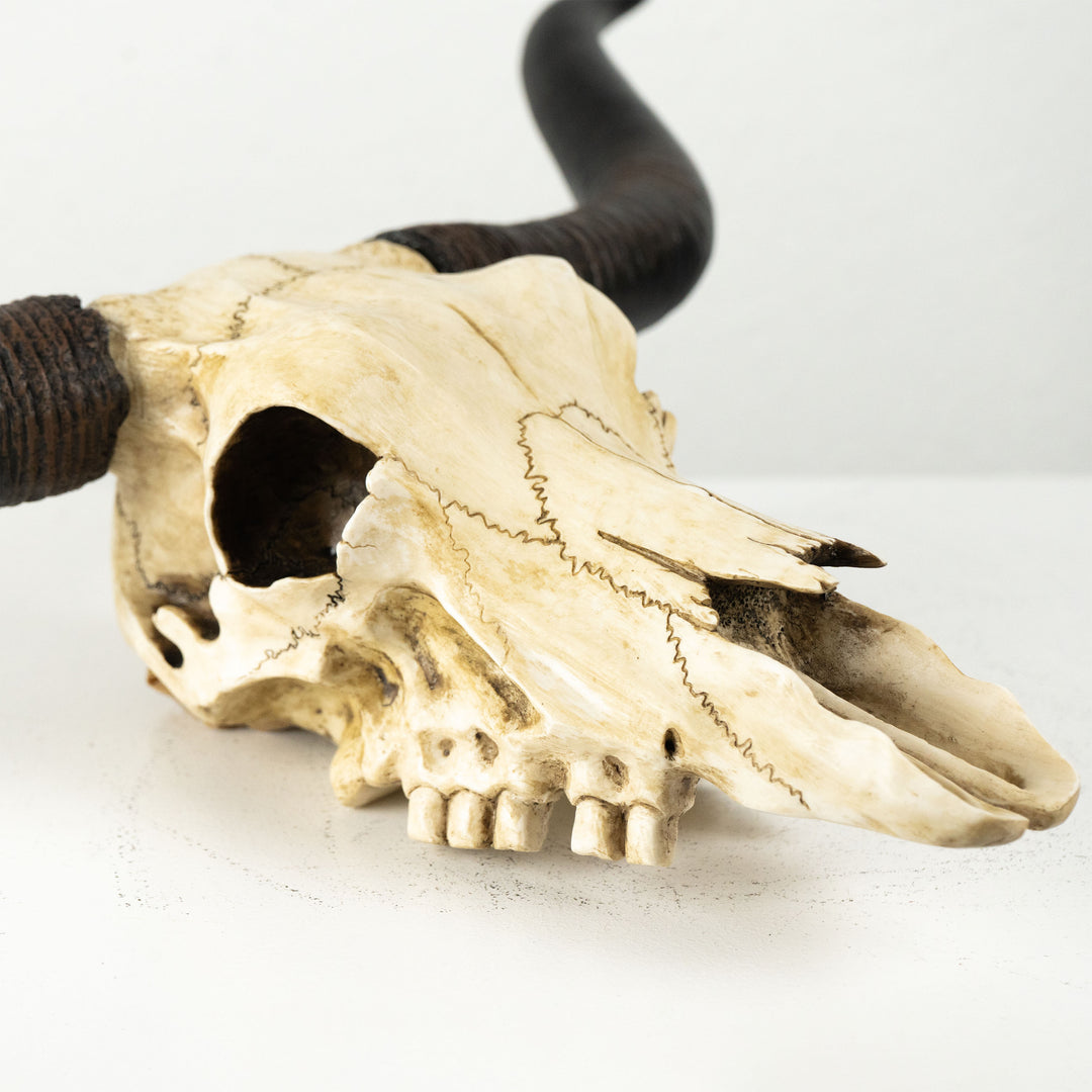 Craneo toro longhorn escultura pared (Estatua resina)