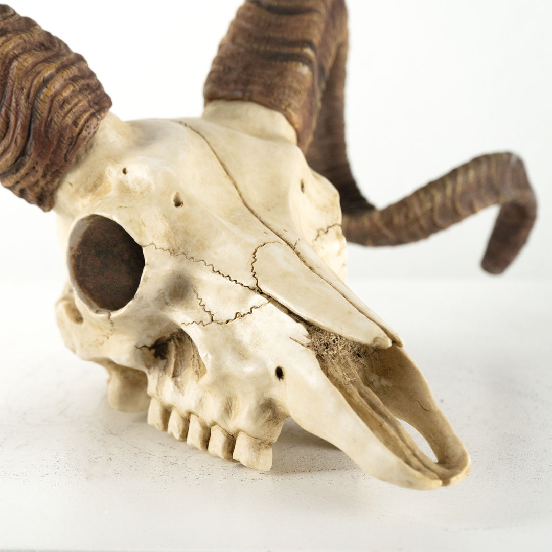 Craneo carnero escultura pared (Estatua resina muflon Corcega)