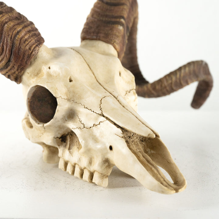 Craneo carnero escultura pared (Estatua resina muflon Corcega)