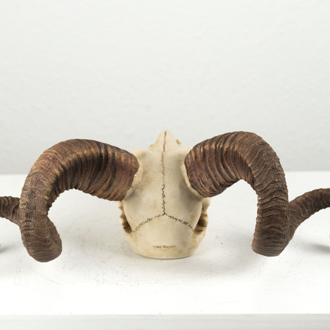 Craneo carnero escultura pared (Estatua resina muflon Corcega)