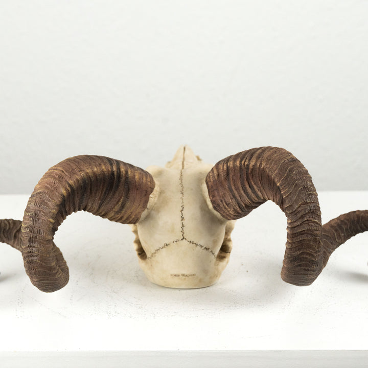 Craneo carnero escultura pared (Estatua resina muflon Corcega)