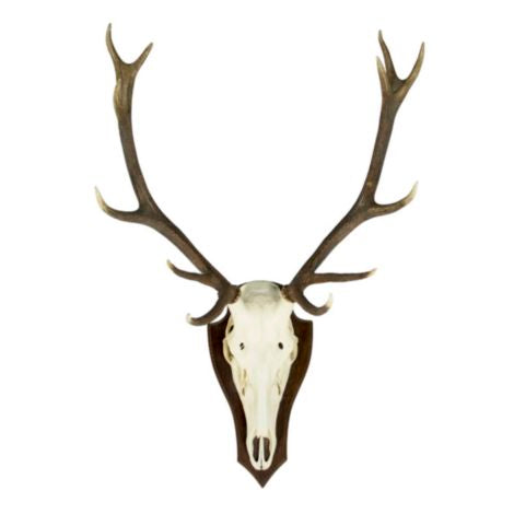Trofeo de Cráneo de Ciervo Rojo (Cervus elaphus)