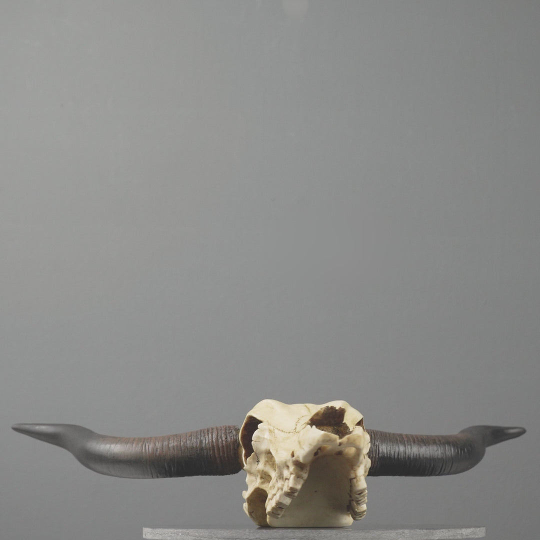Craneo toro longhorn escultura pared (Estatua resina)